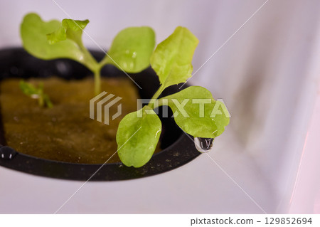 Hydroponic Lettuce Growth in an Indoor Garden Setup for Year-round Fresh Produce 129852694