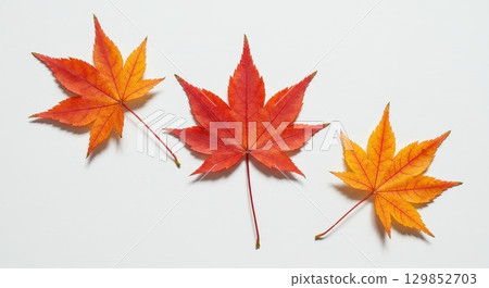 Leaves of autumn leaves maple leaves 129852703