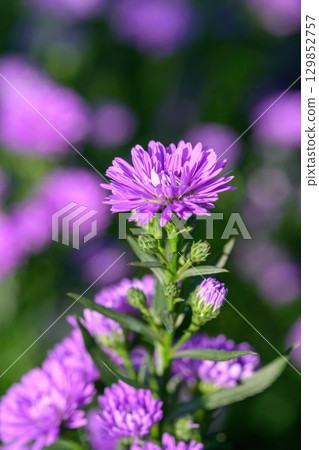 Purple Aster flower that blooms beautifully in a garden. 129852757