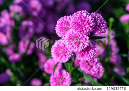 Purple Aster flower that blooms beautifully in a garden. 129852758
