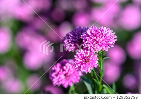 Purple Aster flower that blooms beautifully in a garden. 129852759