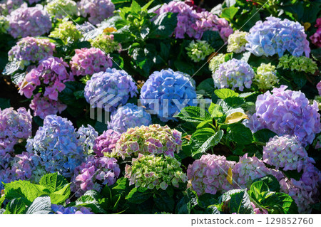 Blooming Hydrangeas flowers in the garden at Chiang Mai, Thailand. 129852760
