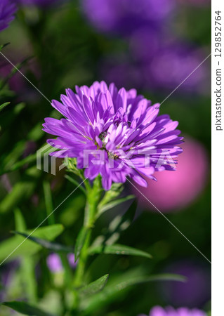 Purple Aster flower that blooms beautifully in a garden. 129852764