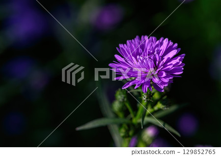 Purple Aster flower that blooms beautifully in a garden. 129852765