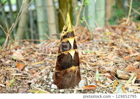 Large bamboo shoots 129852795