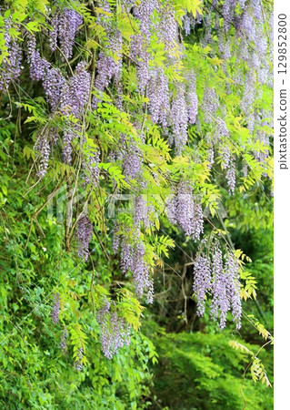 Refreshing mountain wisteria flowers 129852800