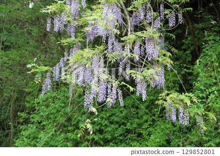 Refreshing mountain wisteria flowers 129852801