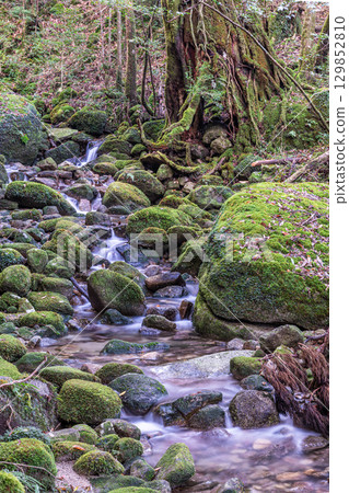 Yakushima National Park: The most beautiful moss valley in Japan (Autumn) 129852810