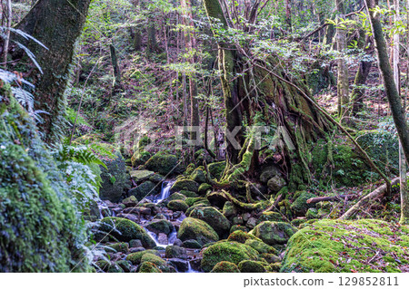屋久島國立公園：陽光透過樹木，神靈棲息的山谷（秋季） 129852811