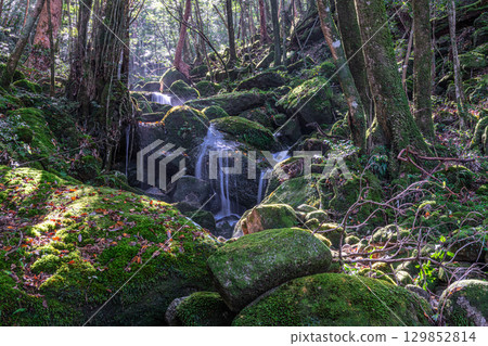 屋久島國立公園：陽光透過樹木，神靈棲息的山谷（秋季） 129852814
