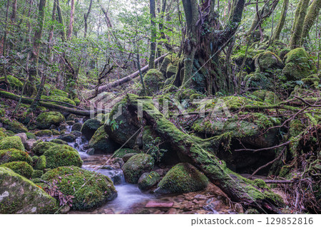 Yakushima National Park: The most beautiful moss valley in Japan (Autumn) Yakushima National Park: The most beautiful moss valley in Japan (Autumn) 129852816