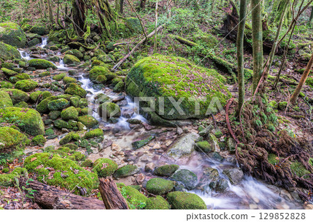 屋久島國立公園：日本最美的苔蘚谷（秋季） 129852828