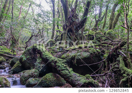 屋久島國立公園：日本最美的苔蘚谷（秋季） 129852845