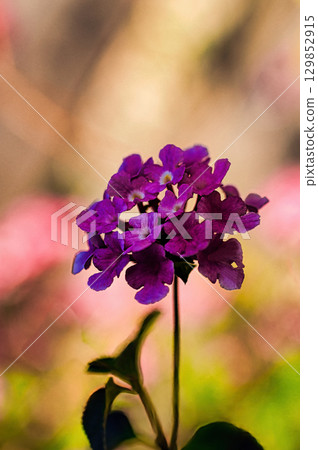 許多紫色的柳蜘蛛百合，背景模糊 129852915