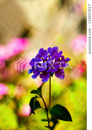 美麗的紫柳茉莉 129852917