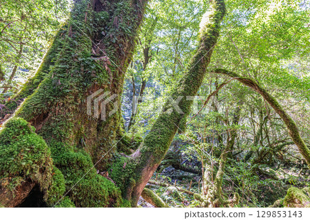 屋久島白谷雲水峽:日本最美的苔蘚森林(夏季) 屋久島白谷雲水峽:日本最美的苔蘚森林(夏季) 129853143