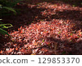red maple among fallen leaves 129853370