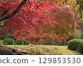 Landscape with autumn leaves 129853530