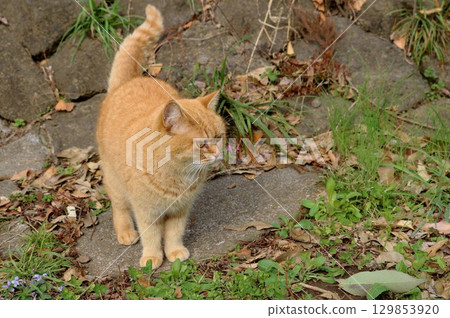 貓咪爬石階 - 初秋散步 - Chatora 129853920