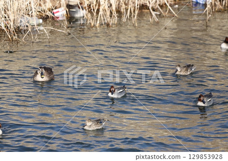 一群水鴨和一隻黑鴨 129853928