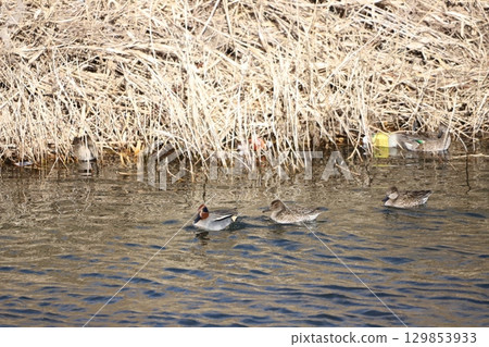Flock of Cogamo Flock of Cogamo 129853933