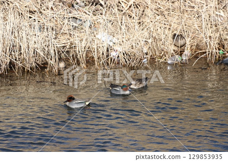 Flock of Cogamo 129853935