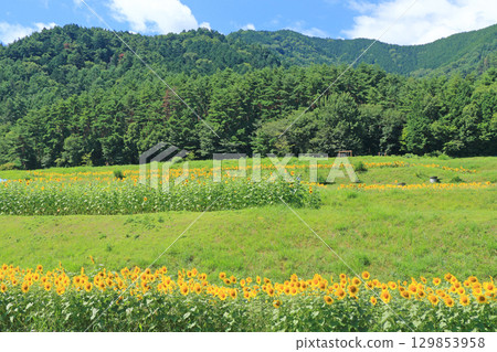 國立阿爾卑斯安曇野公園的向日葵 國立阿爾卑斯安曇野公園的向日葵 129853958