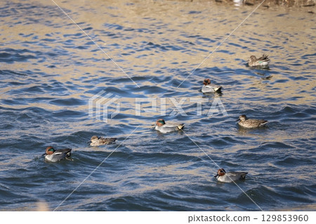 Flock of Cogamo Flock of Cogamo 129853960