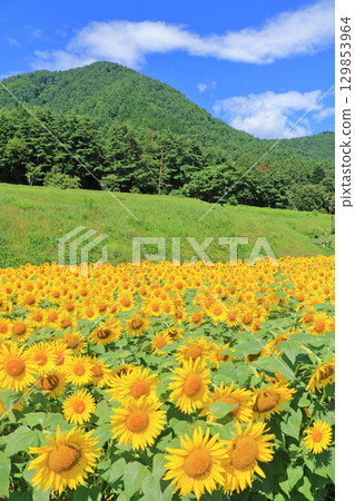 Sunflowers at Alps Azumino National Park 129853964