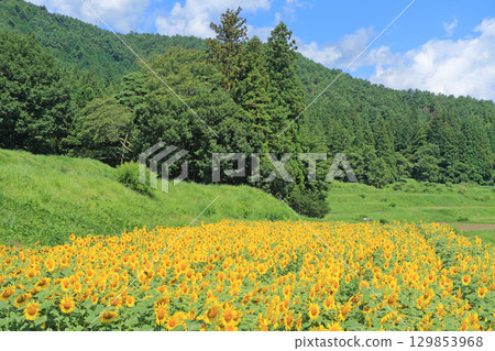 Sunflowers at Alps Azumino National Park Sunflowers at Alps Azumino National Park 129853968