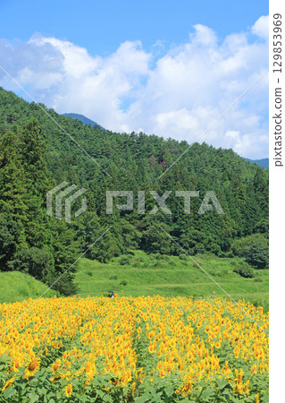 國立阿爾卑斯安曇野公園的向日葵 國立阿爾卑斯安曇野公園的向日葵 129853969