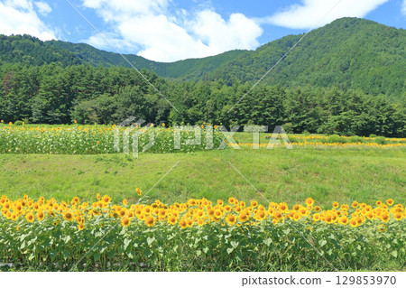 國立阿爾卑斯安曇野公園的向日葵 國立阿爾卑斯安曇野公園的向日葵 129853970