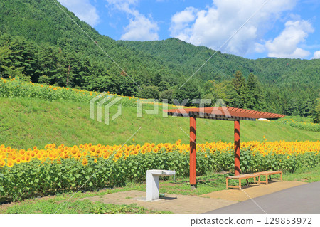 國立阿爾卑斯安曇野公園的向日葵 國立阿爾卑斯安曇野公園的向日葵 129853972