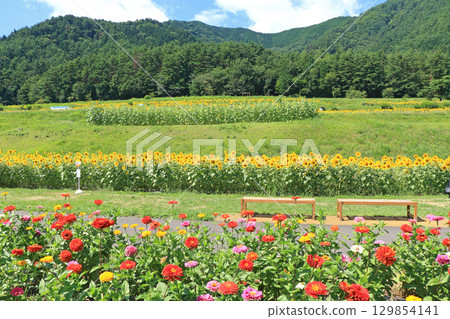 Sunflowers and zinnias at Alps Azumino National Park 129854141