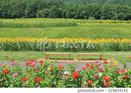 Sunflowers and zinnias at Alps Azumino National Park 129854142