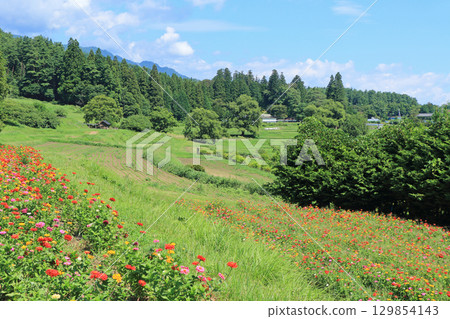 阿爾卑斯山安曇野國家公園的百日菊 129854143