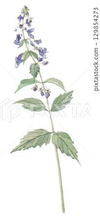 延命莊引越水彩畫 129854273