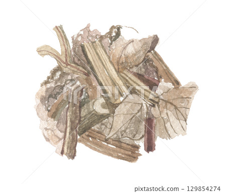 Watercolor drawing of Enmeisou (Lemongrass) stems and leaves 129854274