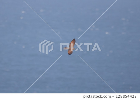 A female Grey-faced Buzzard-eagle crossing the sea A female Grey-faced Buzzard-eagle crossing the sea 129854422