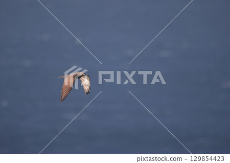 A male Grey-faced Buzzard-eagle crossing the sea A male Grey-faced Buzzard-eagle crossing the sea 129854423