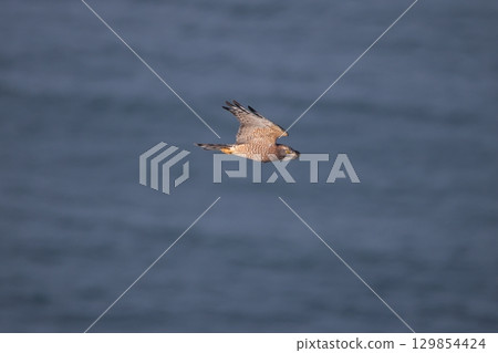 一隻雄性灰臉鷹穿越大海 129854424