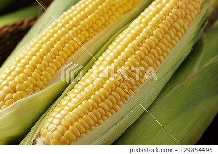 Freshly harvested corn 129854495
