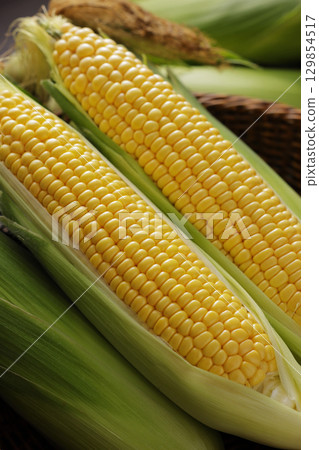 Freshly harvested corn 129854517