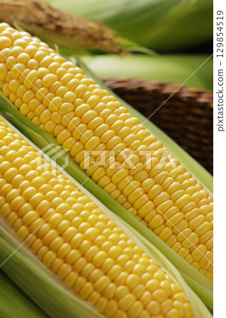 Freshly harvested corn Freshly harvested corn 129854519