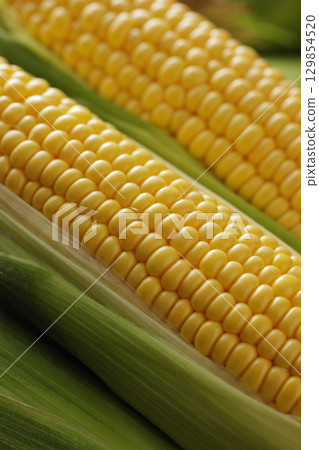 剛收穫的玉米 129854520