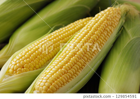 Freshly harvested corn 129854591