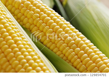 Freshly harvested corn 129854701