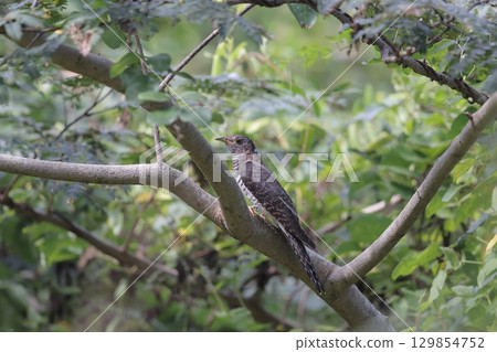 Red-type cuckoo Red-type cuckoo 129854752