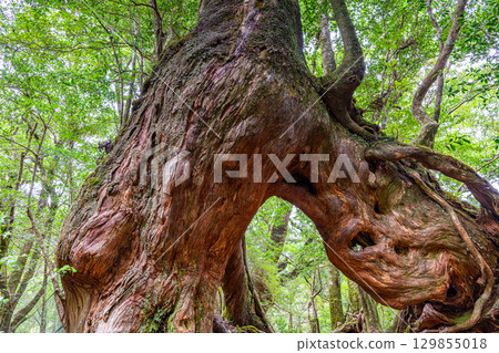 屋久杉：屋久島白谷雲水峽（8月）－穿過它們，你的願望就會實現 129855018