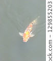 Carp swimming on the water surface 129855203